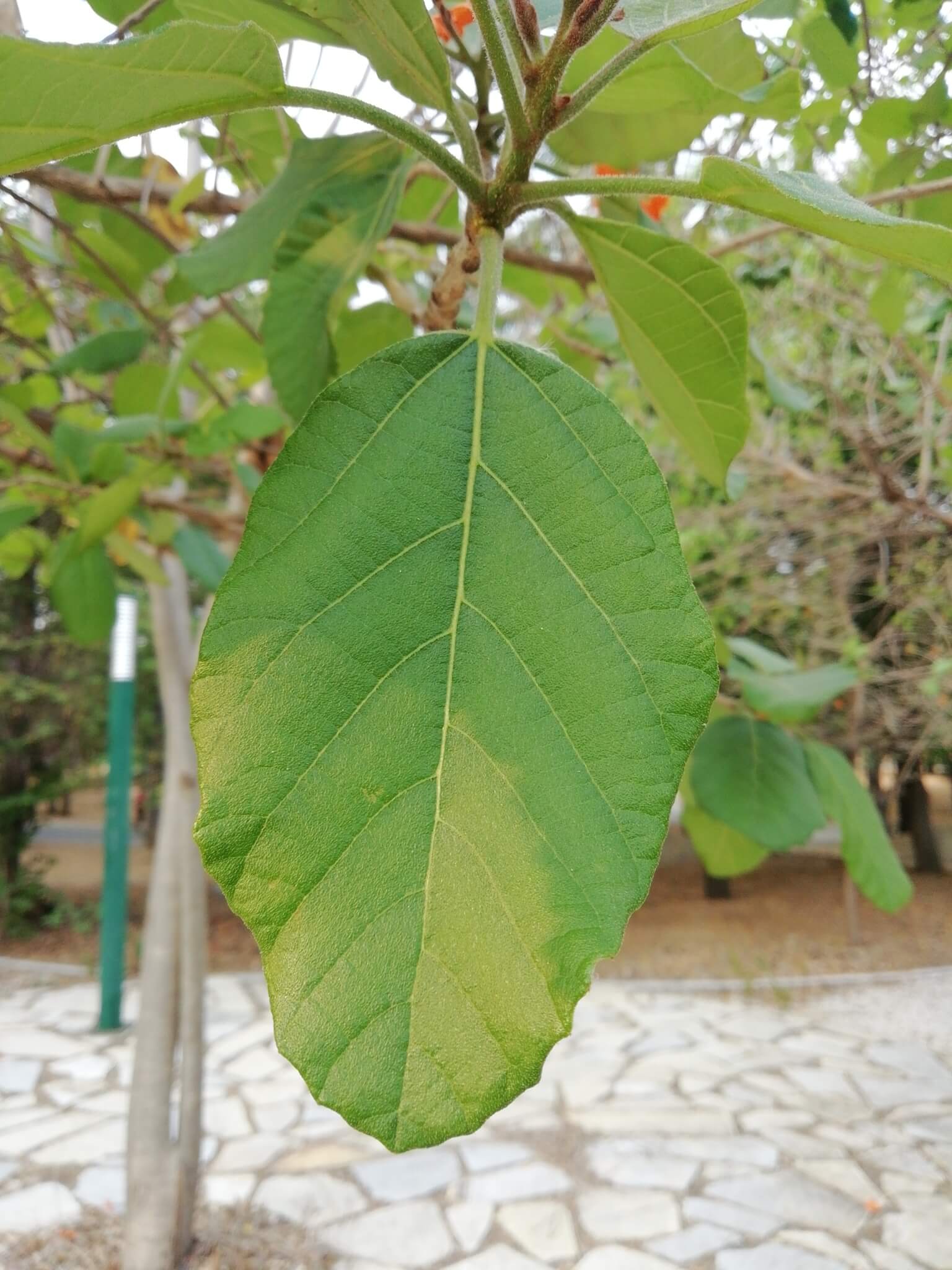 Cordia dodecandra